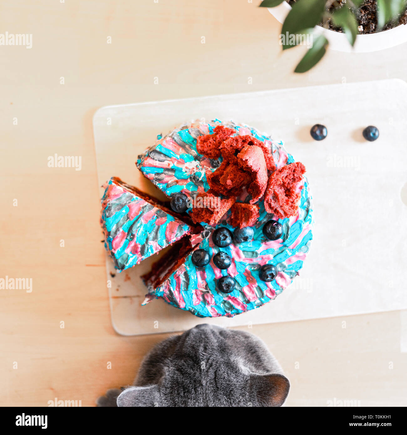 Close up of sly cat trying to steal and eat cake with colourful cream while  his owner is away. Juicy filling with redberry and blueberry Stock Photo -  Alamy