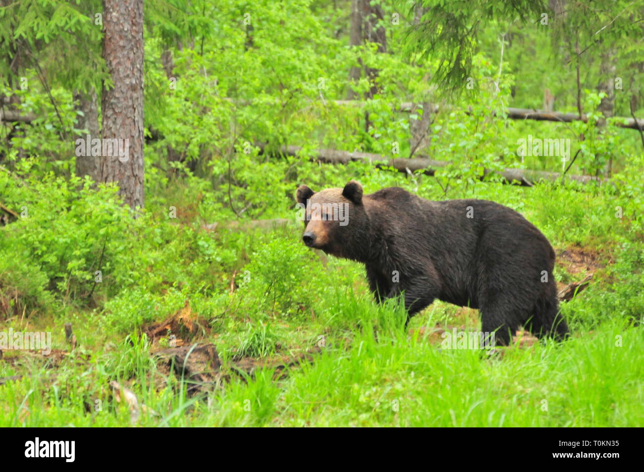 Brown bear (Ursus arctos) in the forest Stock Photo