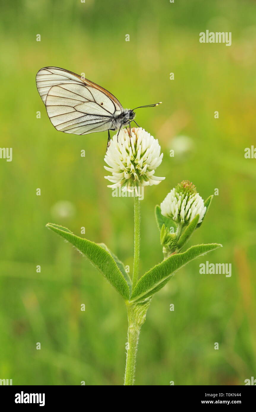 Black-veined White Butterfly (Aporia crataegi) Stock Photo