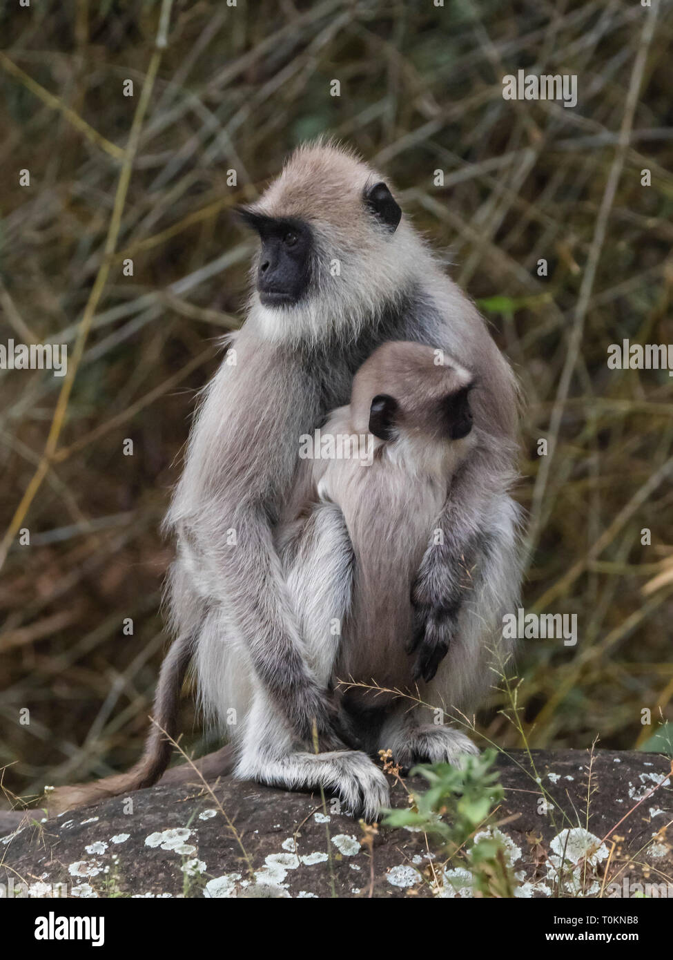 Mammals Of Southern Asia High Resolution Stock Photography and Images ...