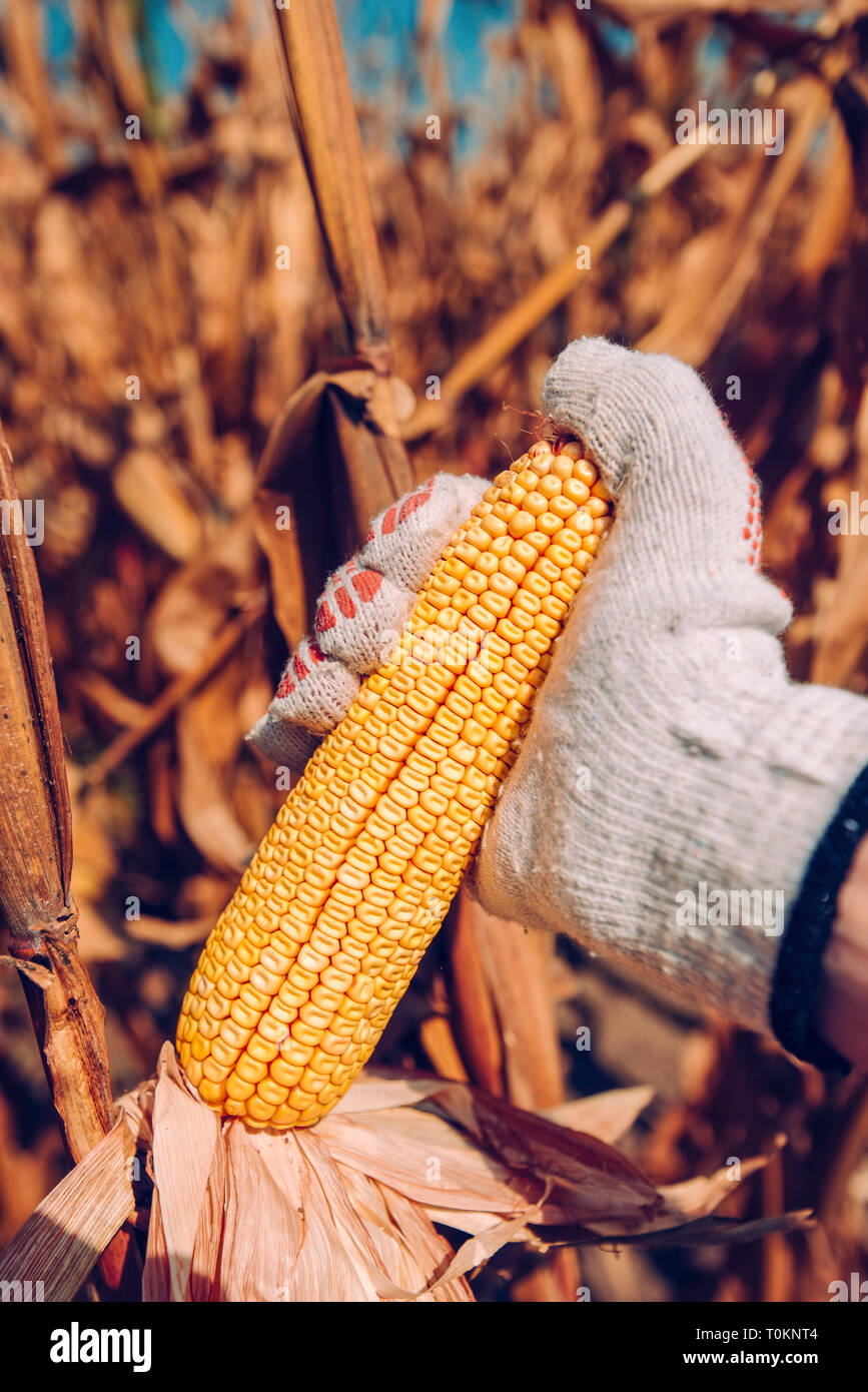 Hand picking corn cobs in field. Farmer harvesting ripe maize crops by