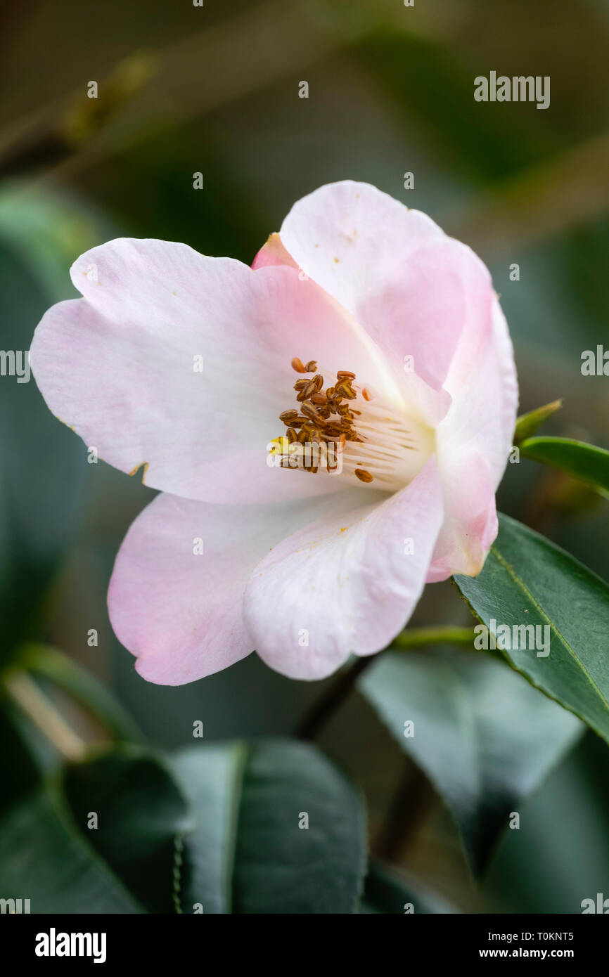 Flowers Around Us By Ridzwan Mn Camellia Sinensis Tea Plant