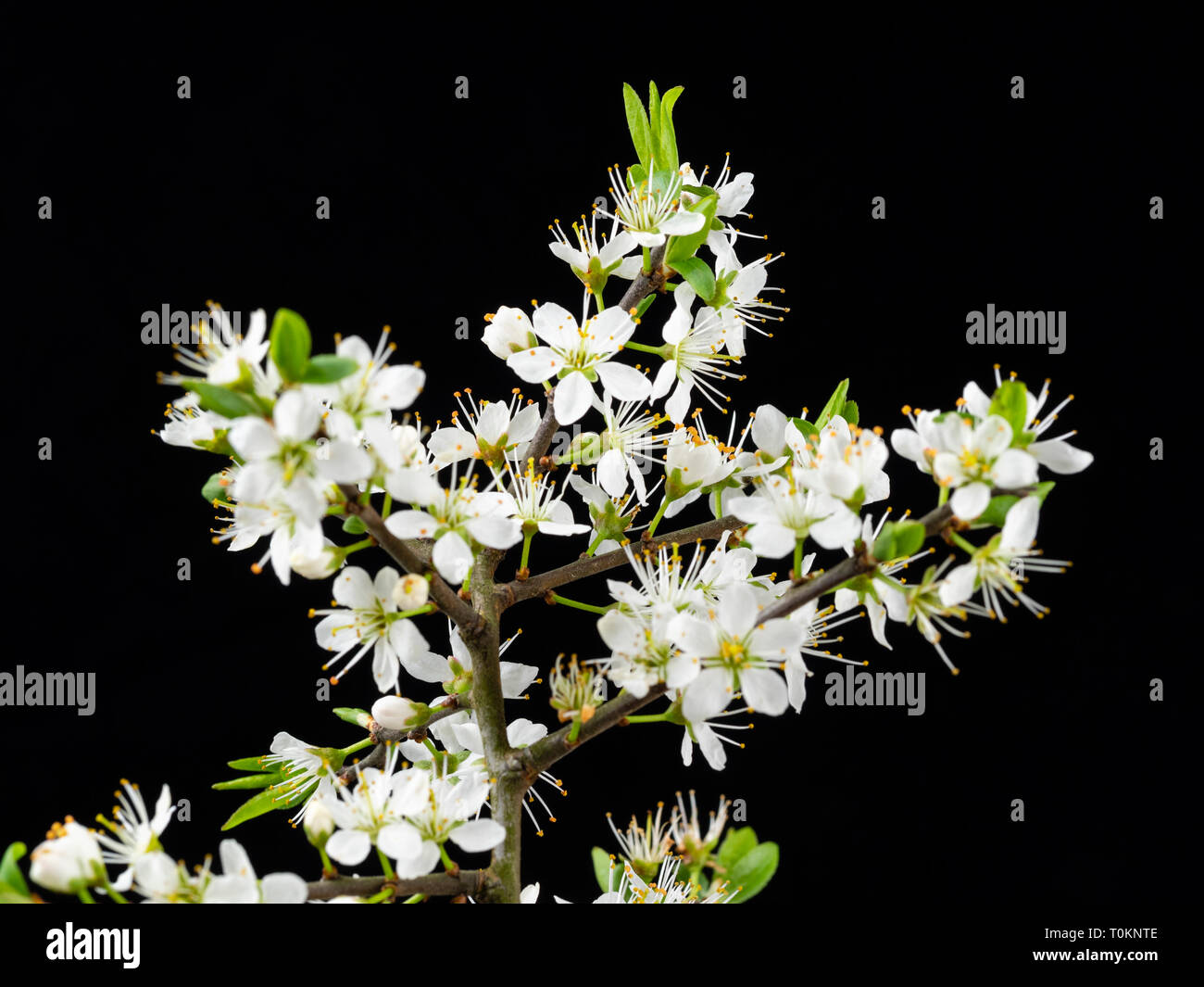 White spring flowers of the blackthorn, Prunus spinosa, against a black background Stock Photo