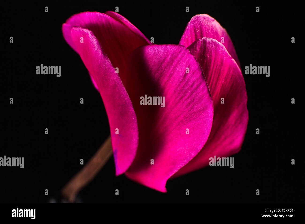 red cyclamen flower macro closeup detail Stock Photo