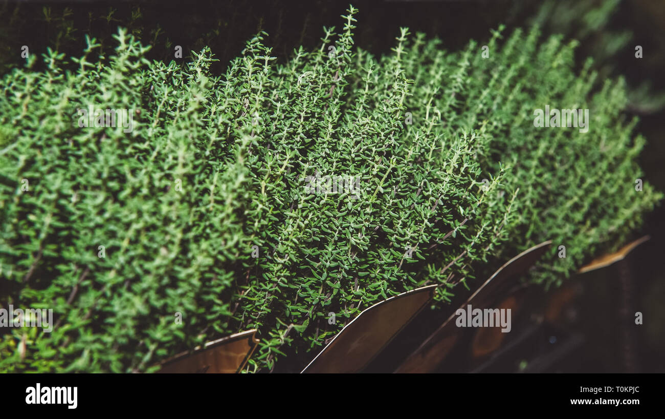 Edible plants bouquet hires stock photography and images Alamy