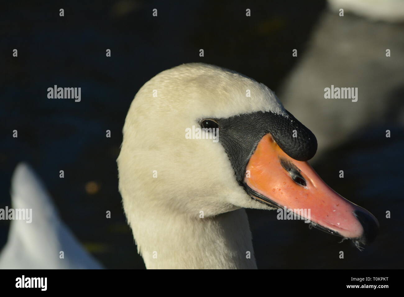 Head shot, portrait of mute swan looking to right of frame. Stock Photo