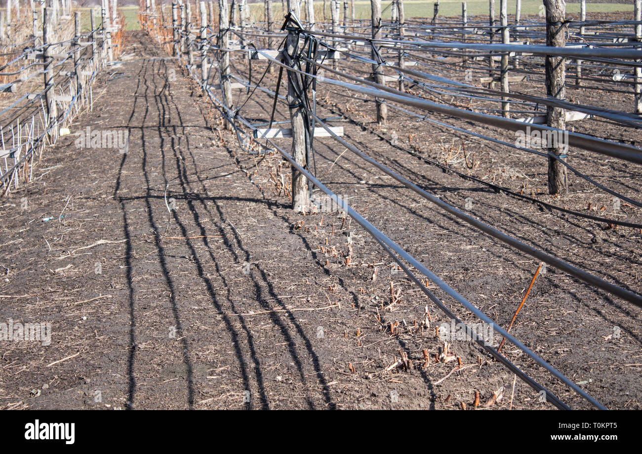 Raspberry plant fence hi-res stock photography and images - Alamy