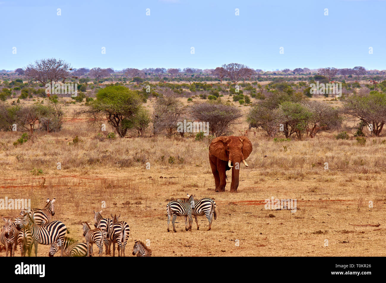 Landscape view in safari. Kenya in Africa, elephants and zebras on the savannah among the trees. Stock Photo