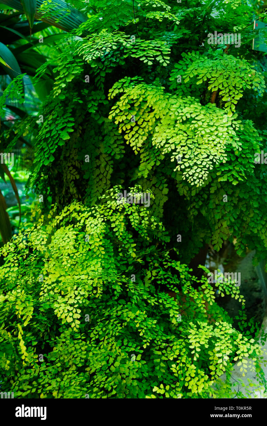 Maidenhair fern (Adiantum raddianum) Stock Photo