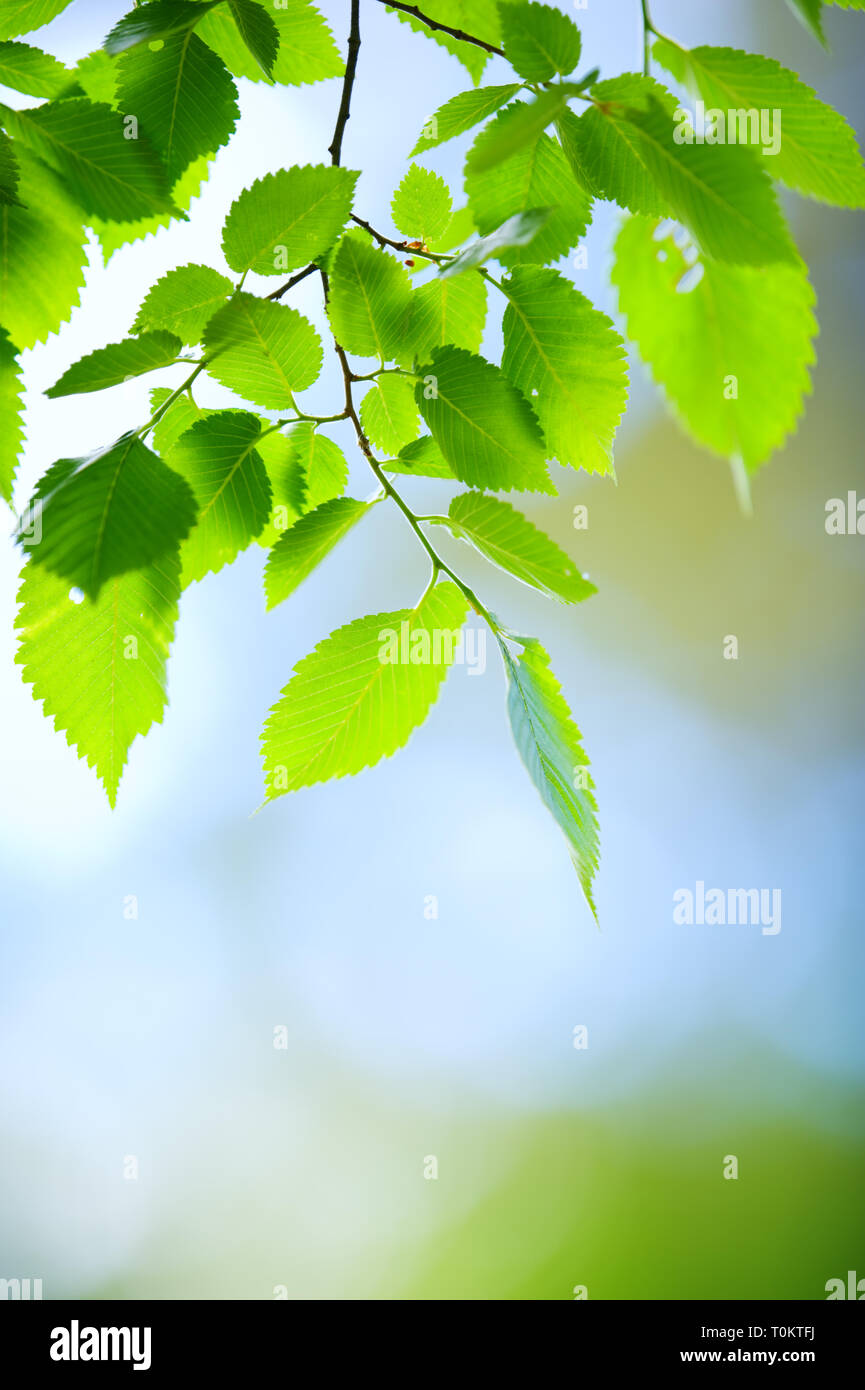 Elm tree (Ulmus laevis) branch with leaves Stock Photo