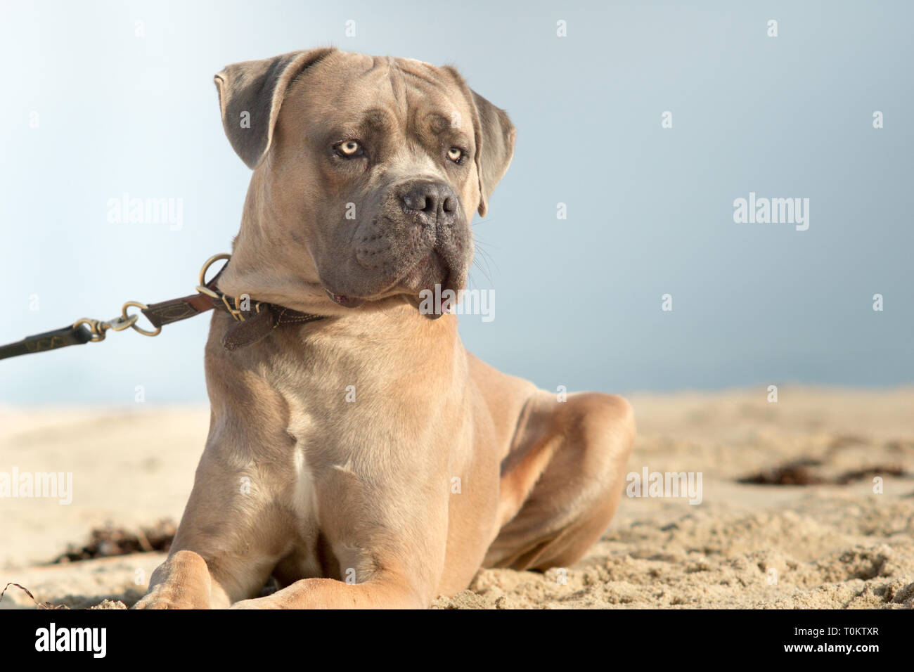 beige cane corso