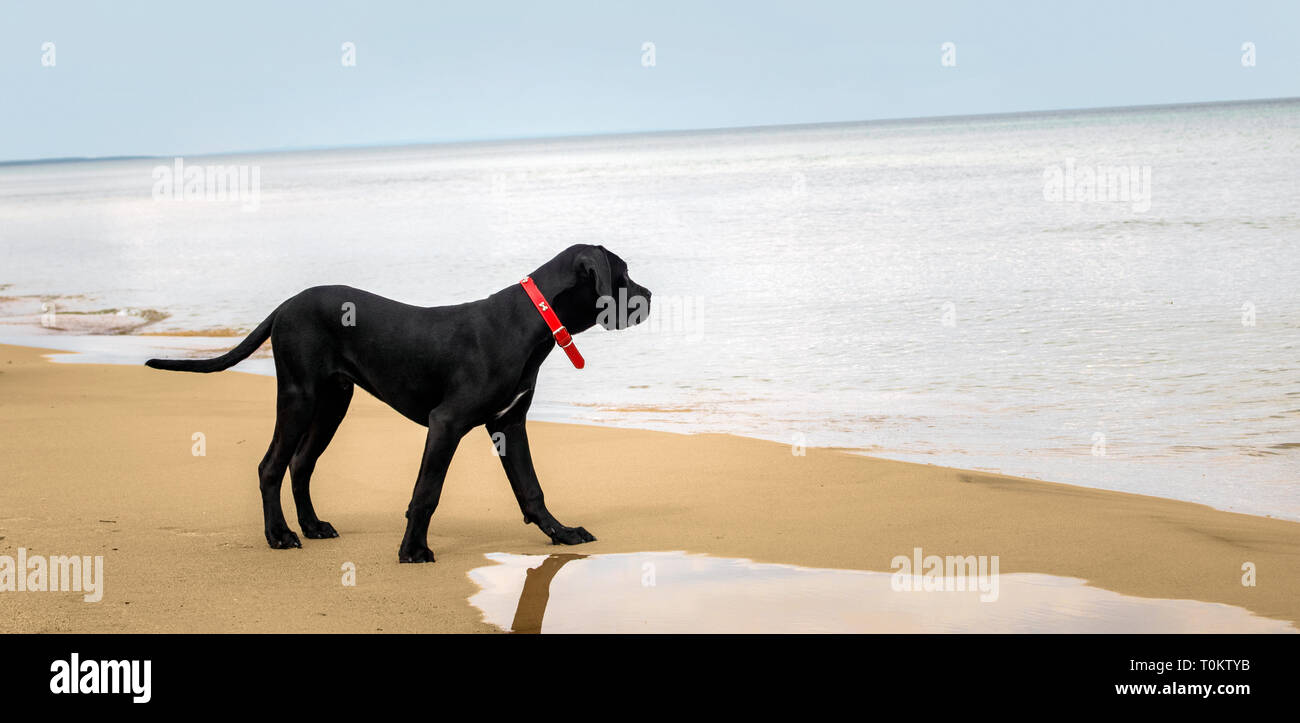 Black Cane Corso Puppy Italian Mastiff Dog At The Beach With
