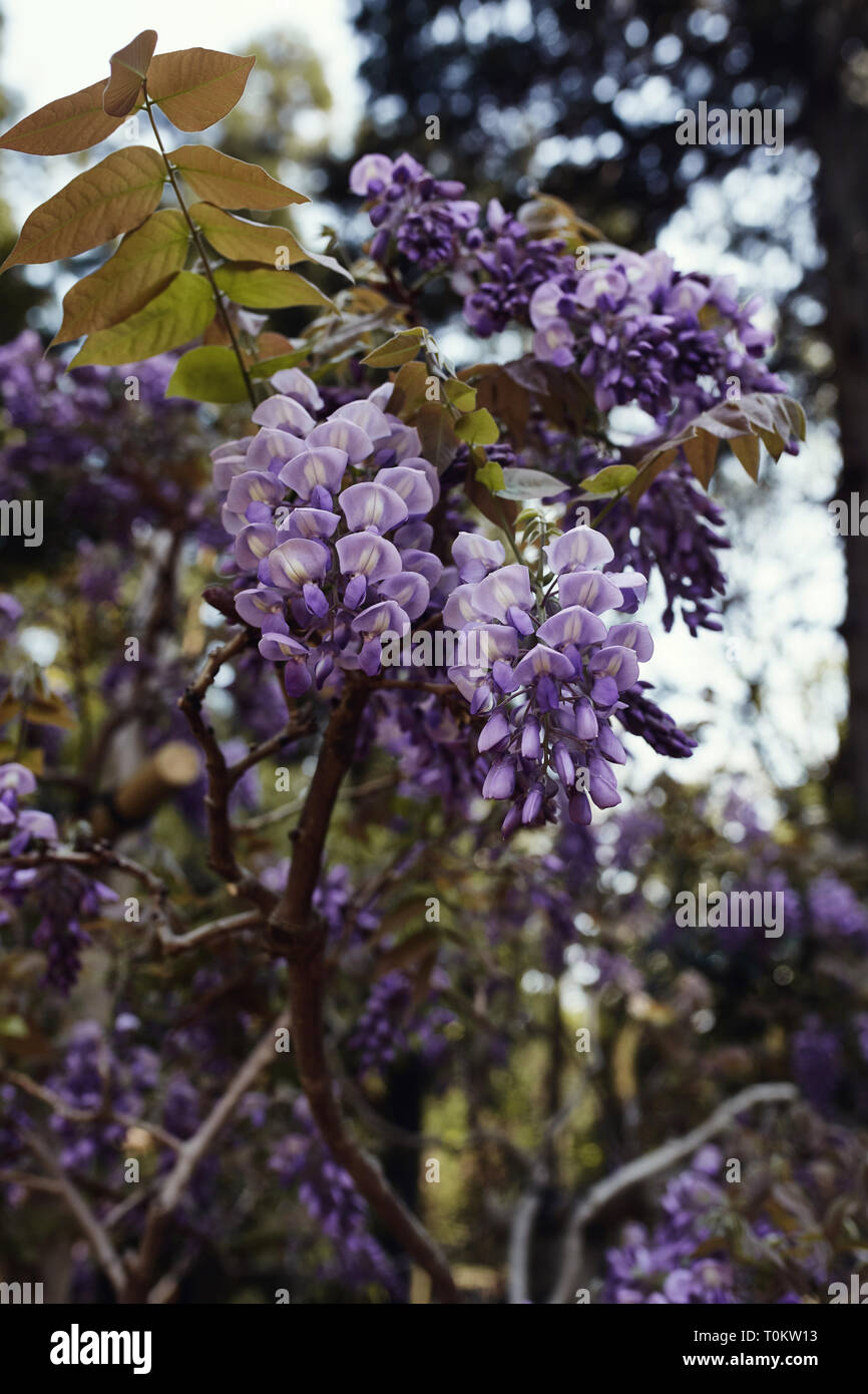 Purple Wisteria Floribunda flowers in full bloom at a park in Nara
