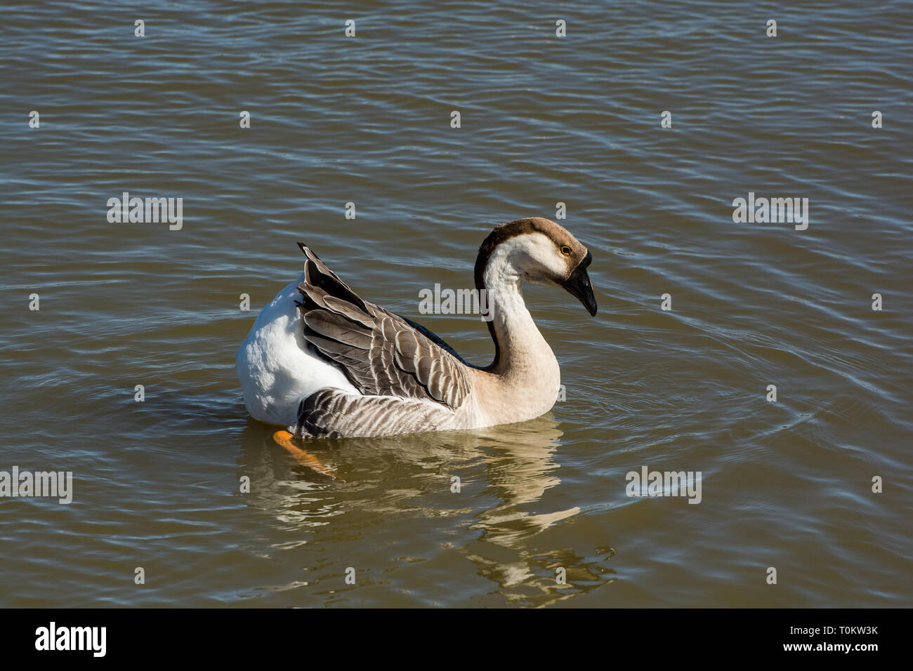 A single Swan Goose swimming round on a lake. Stock Photo