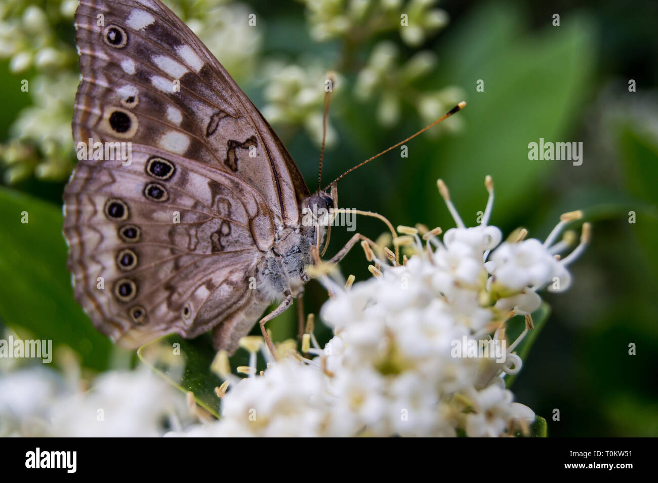 Hackberry Emperor (Asterocampa celtis) Butterfly feeding on a flowers nectar. Stock Photo