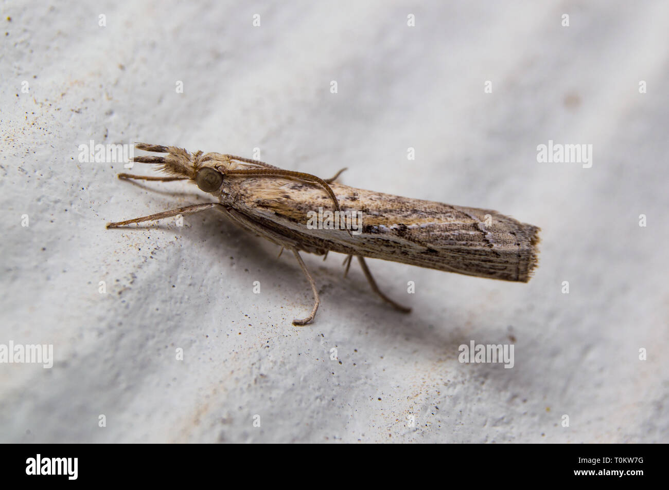 Close up photo of an isolated Sod Webworm Moth (Pediasia trisecta) Stock Photo