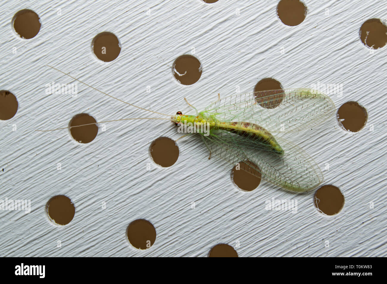Close up photo of a Green lacewing Stock Photo