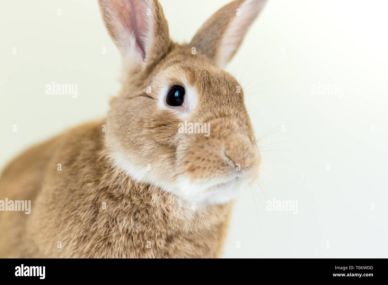 Funny Bunny Rufus Rabbit poses against white background for Easter and ...