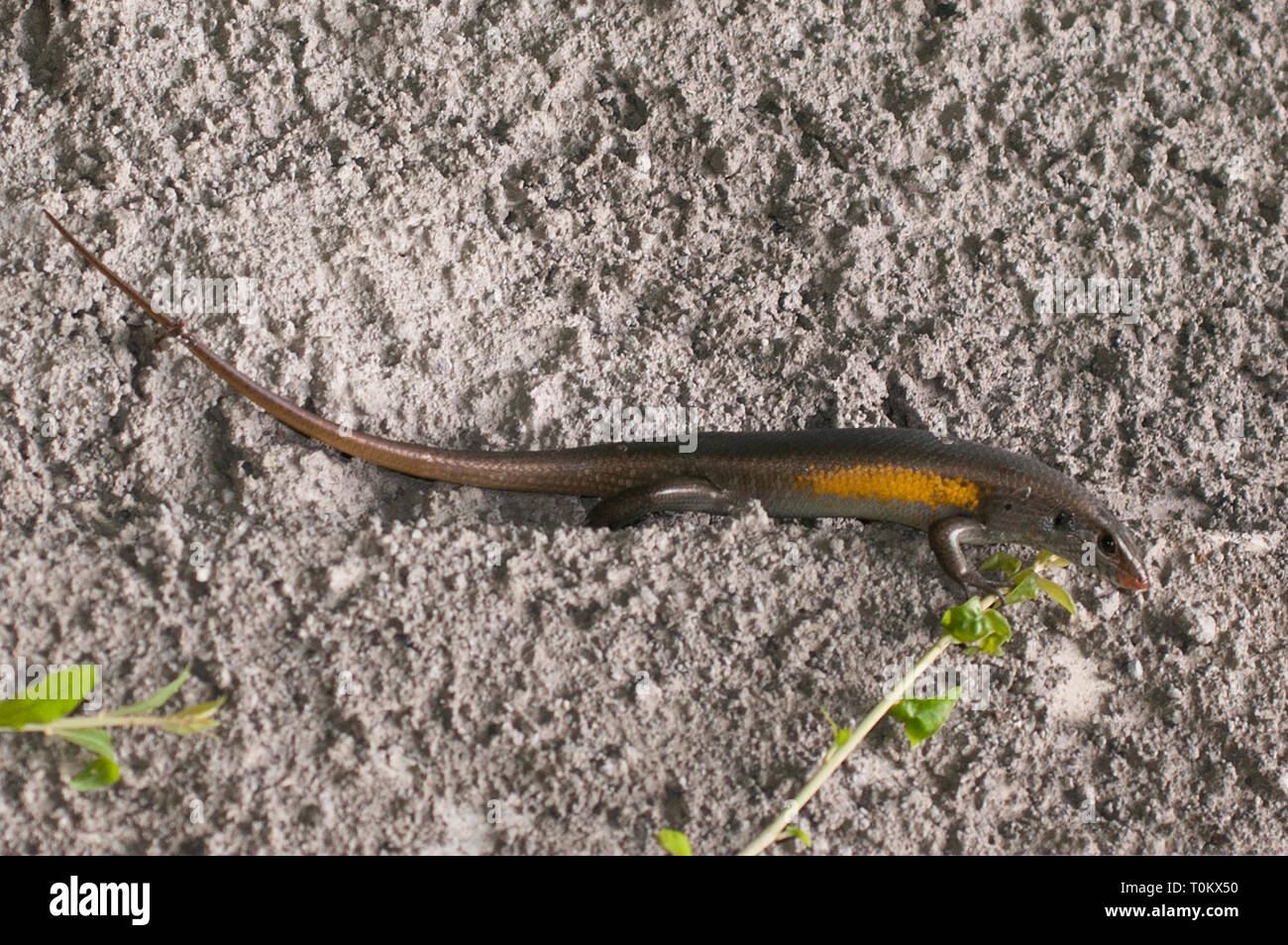 Common Sun Skink, Eutropis multifasciata, Reptilia Class, on wall, Klungkung, Bali, Indonesia Stock Photo