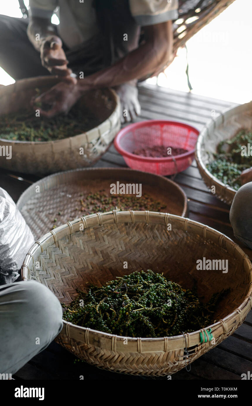farm workers sorting and selecting fresh pepper peppercorns on