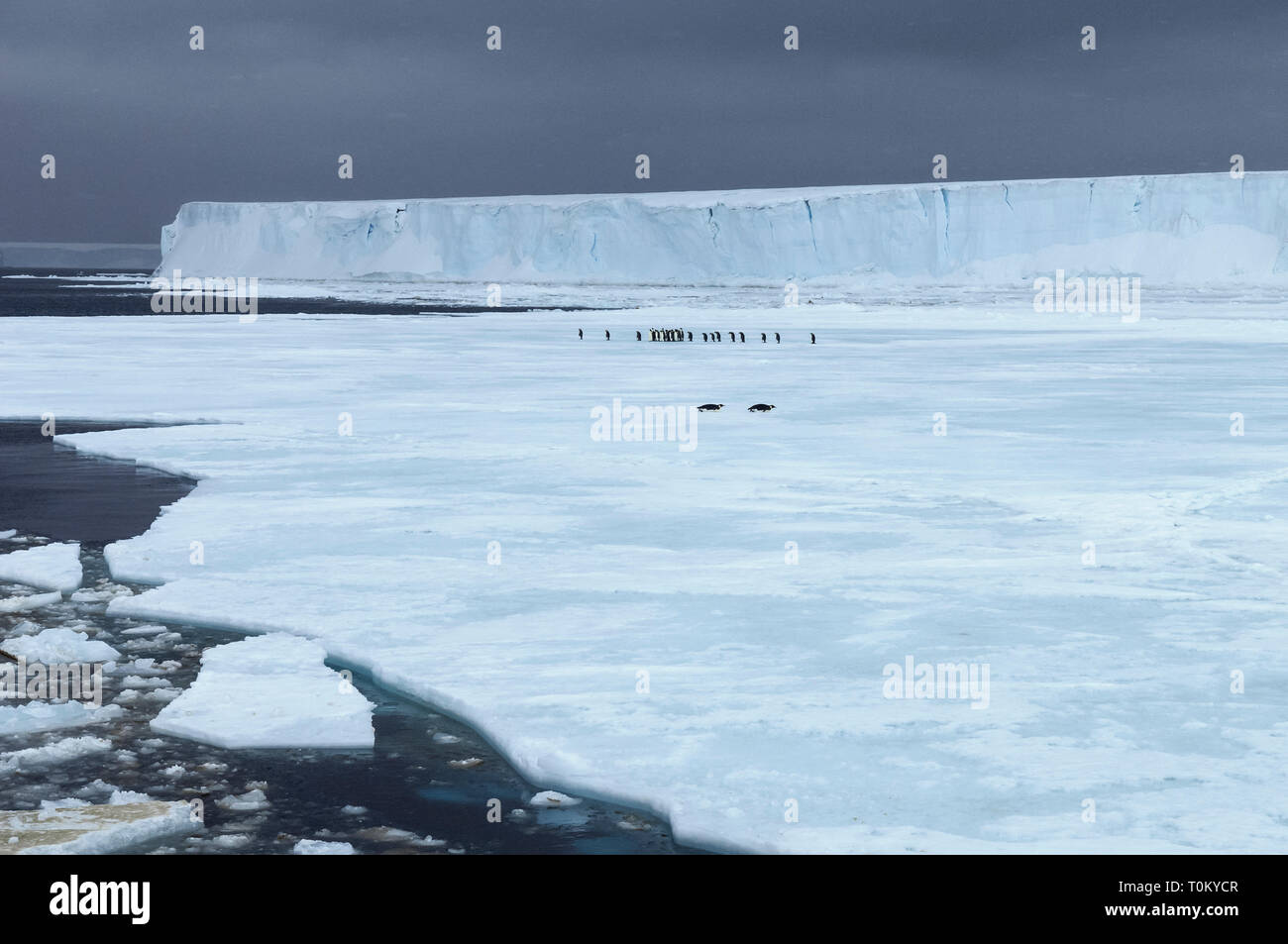 Antarctic landscape with sea ice and Emperor Penguin group in far