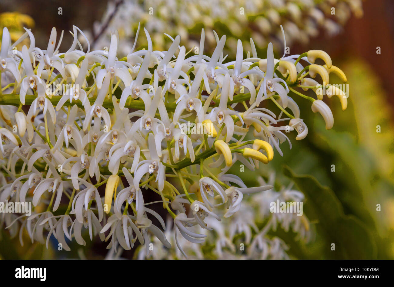 Thelychiton speciosus: formerly Dendrobium speciosum: Sydney Rock Orchid. A close up of the finely formed flowers create a spectacular display. Stock Photo