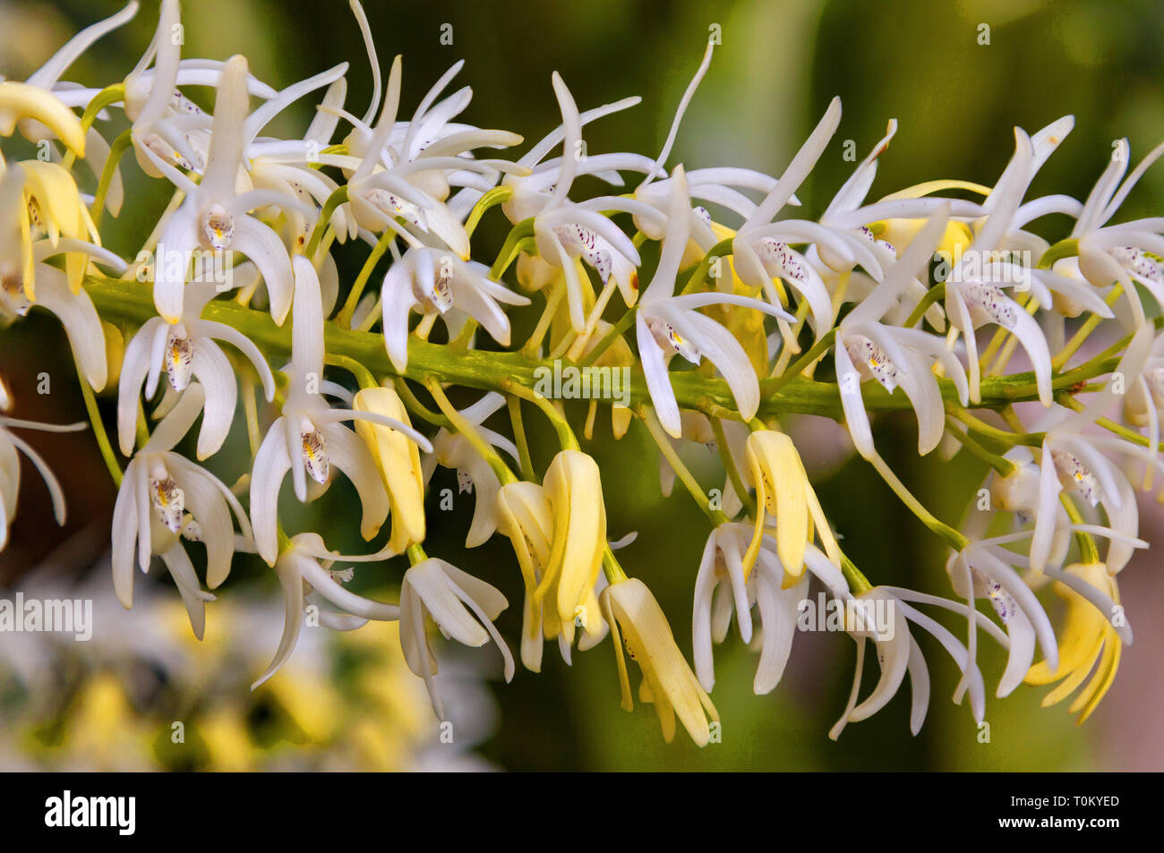Thelychiton speciosus: formerly Dendrobium speciosum: Sydney Rock Orchid. A close up of the finely formed flowers create a spectacular display. Stock Photo