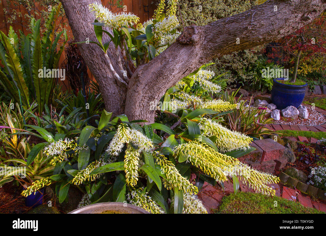 Thelychiton speciosus: formerly Dendrobium speciosum: Sydney Rock Orchid. A hardy Australian native orchid flowering in a  Melbourne garden. Stock Photo