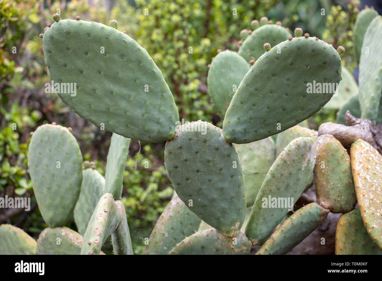 Opuntia vulgaris is a species of cactus that has long been a domesticated crop plant important in agricultural economies throughout arid and semiarid  Stock Photo