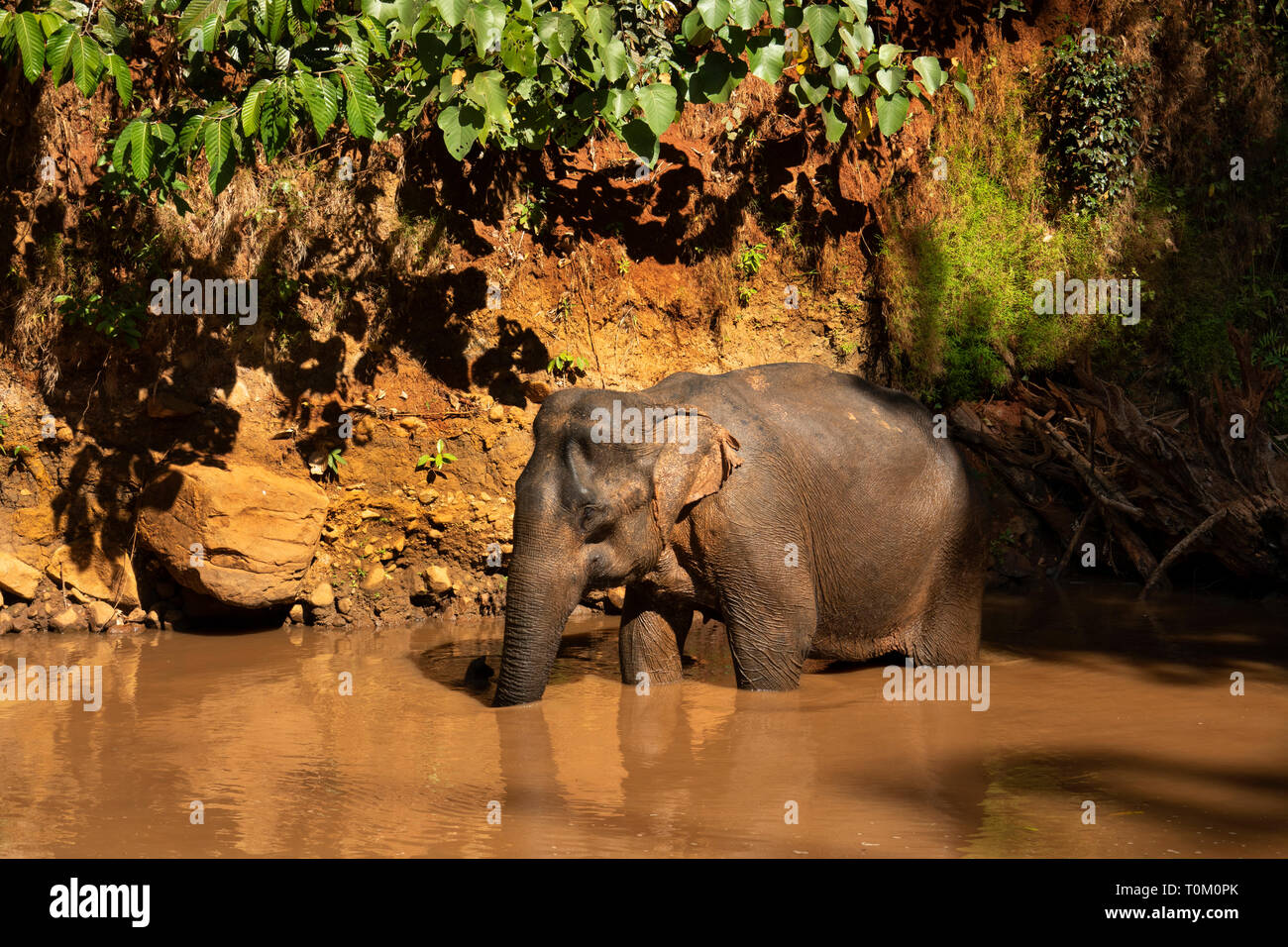 Cambodia, Mondulkiri Province, Sen Monorom, Elephant Valley Project, former working elephant standing in river Stock Photo
