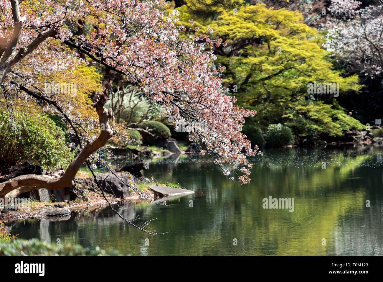 Tokyo, Japan - Cherry blossom in Shinjuku Gyoen National Garden Stock ...