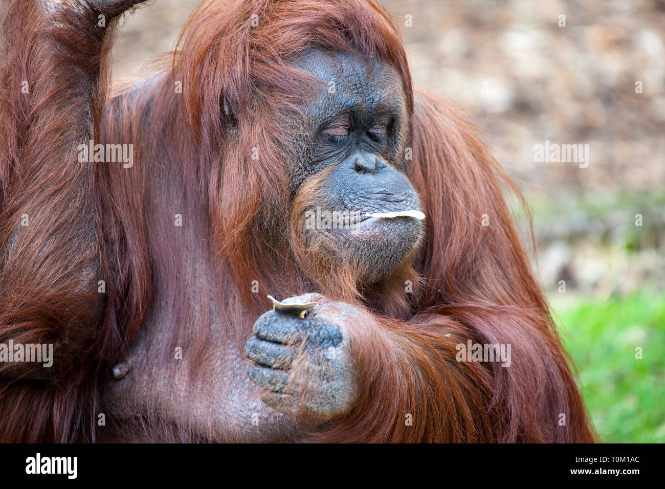 Orangutan With A Leaf In His Mouth Stock Photo