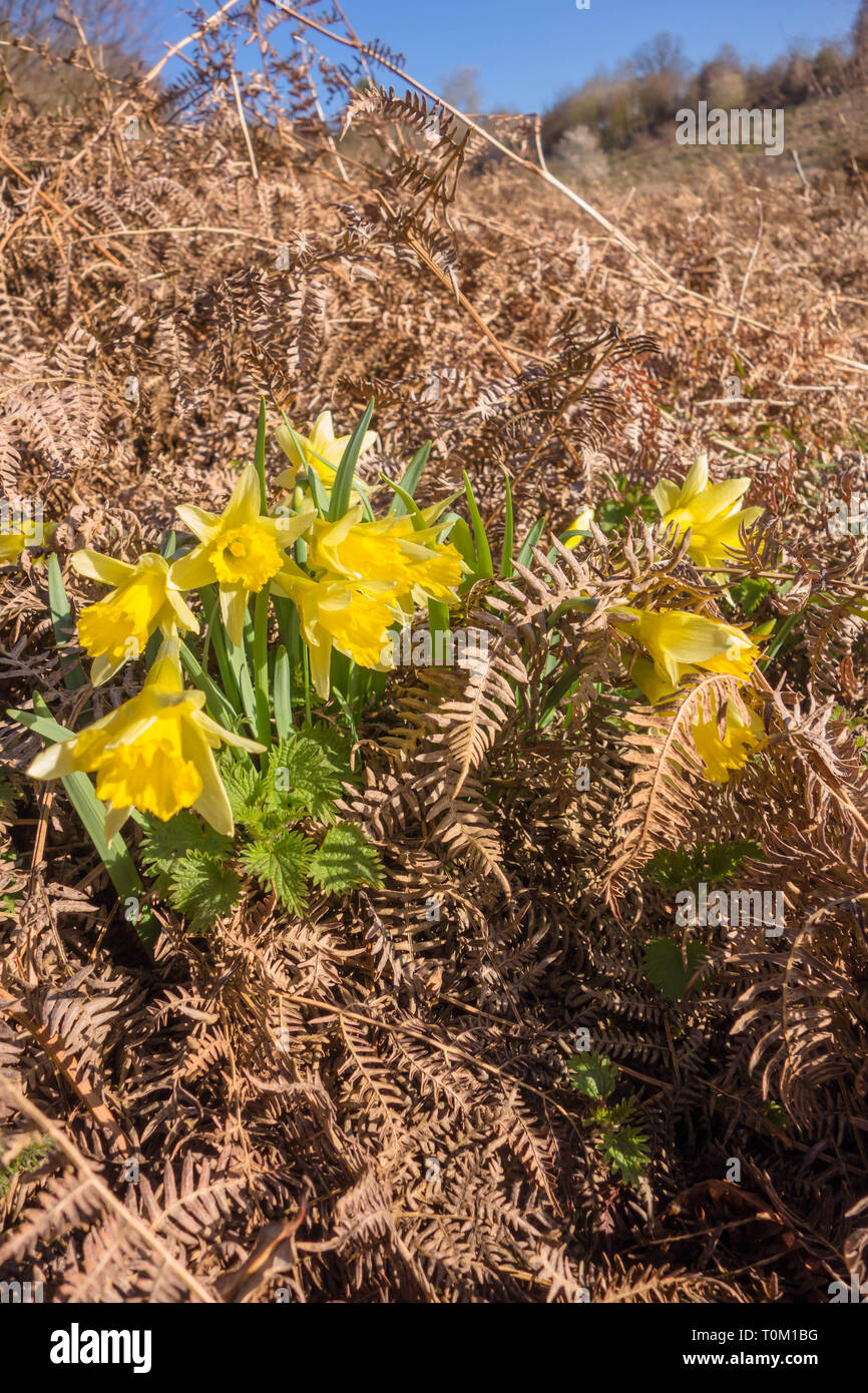 Dead daffodil in spring hires stock photography and images Alamy