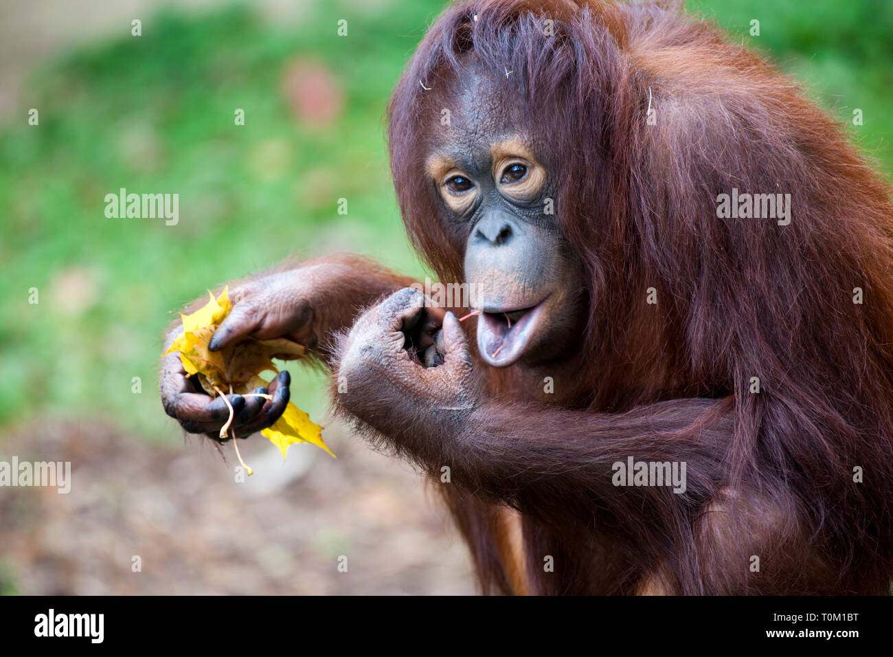 Orangutan Eating Leaves Stock Photo