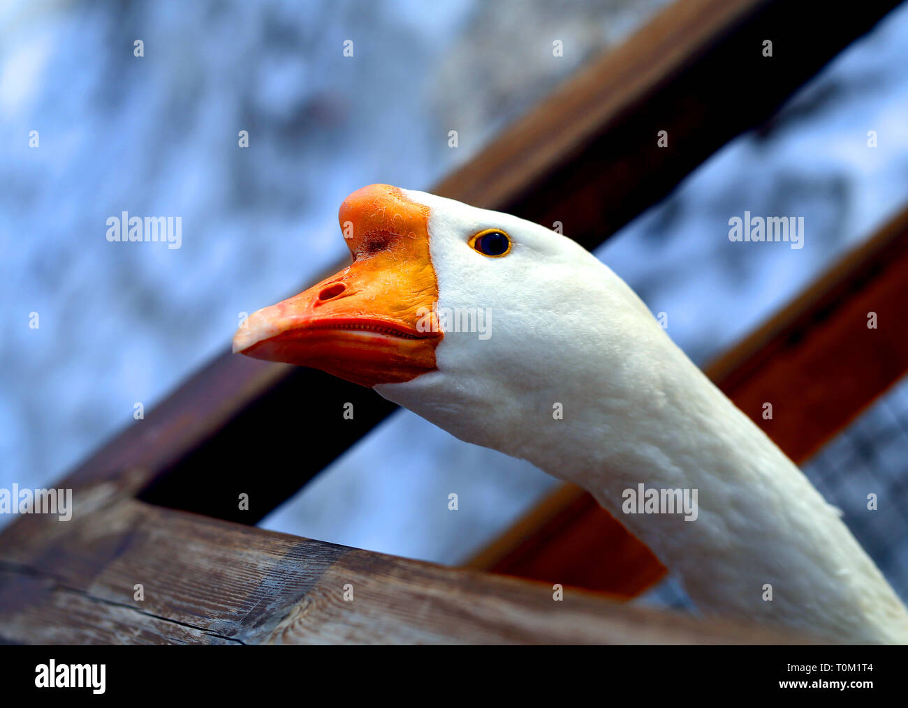Beautiful Goose with open eye photographed close-up Stock Photo - Alamy