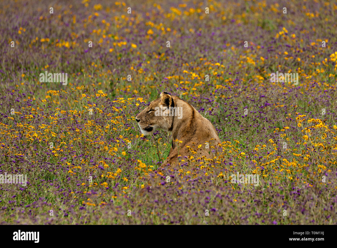 Lion In Flowers Stock Photo Alamy