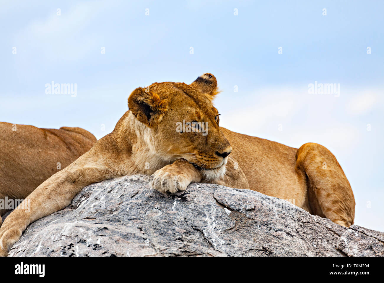 Lion On Rock Relaxing Stock Photo