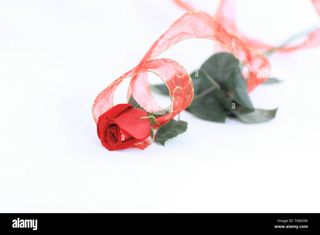 red rose on a white background.photo with copy space Stock Photo - Alamy