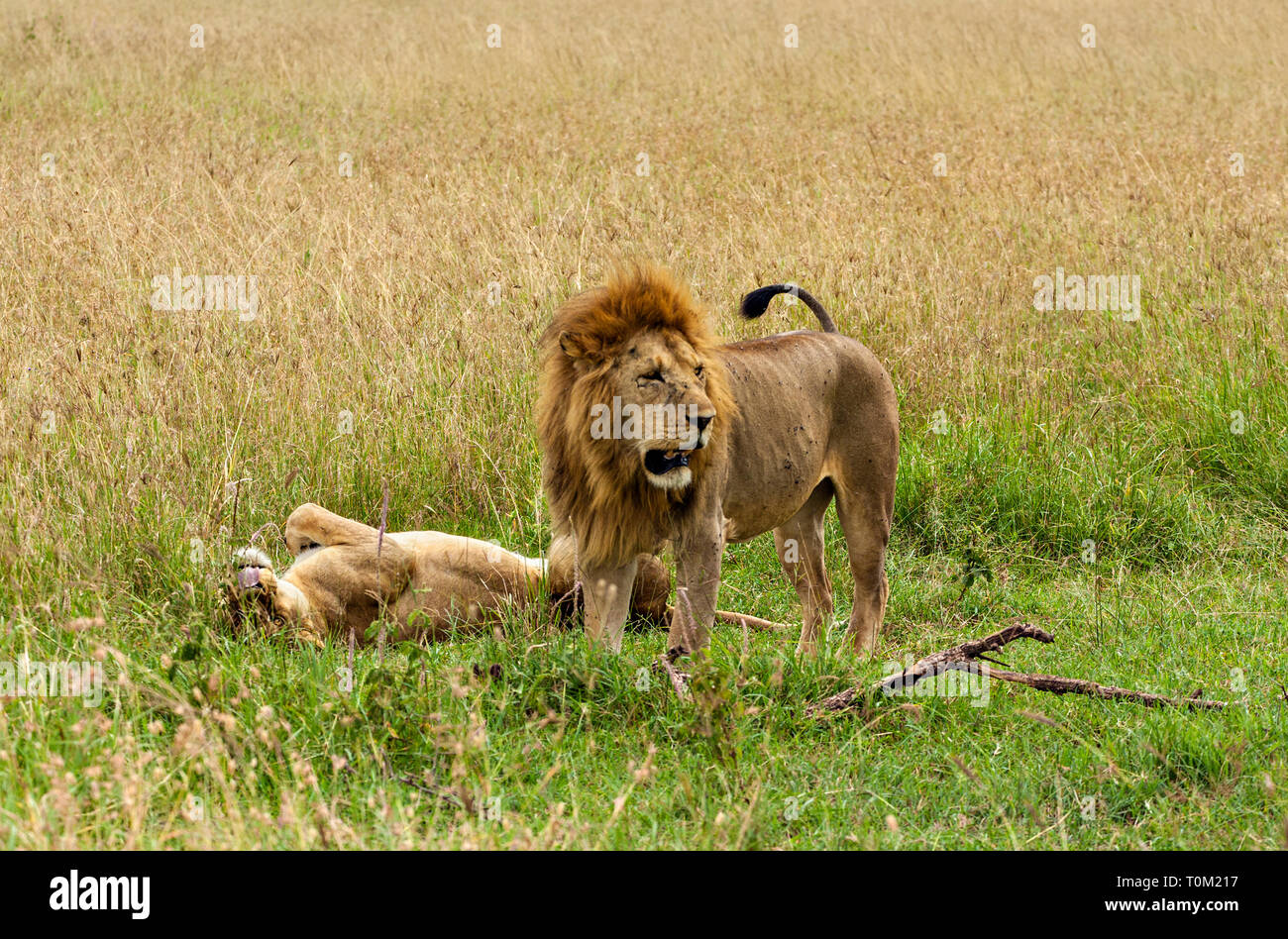 Lions mating hi-res stock photography and images - Alamy