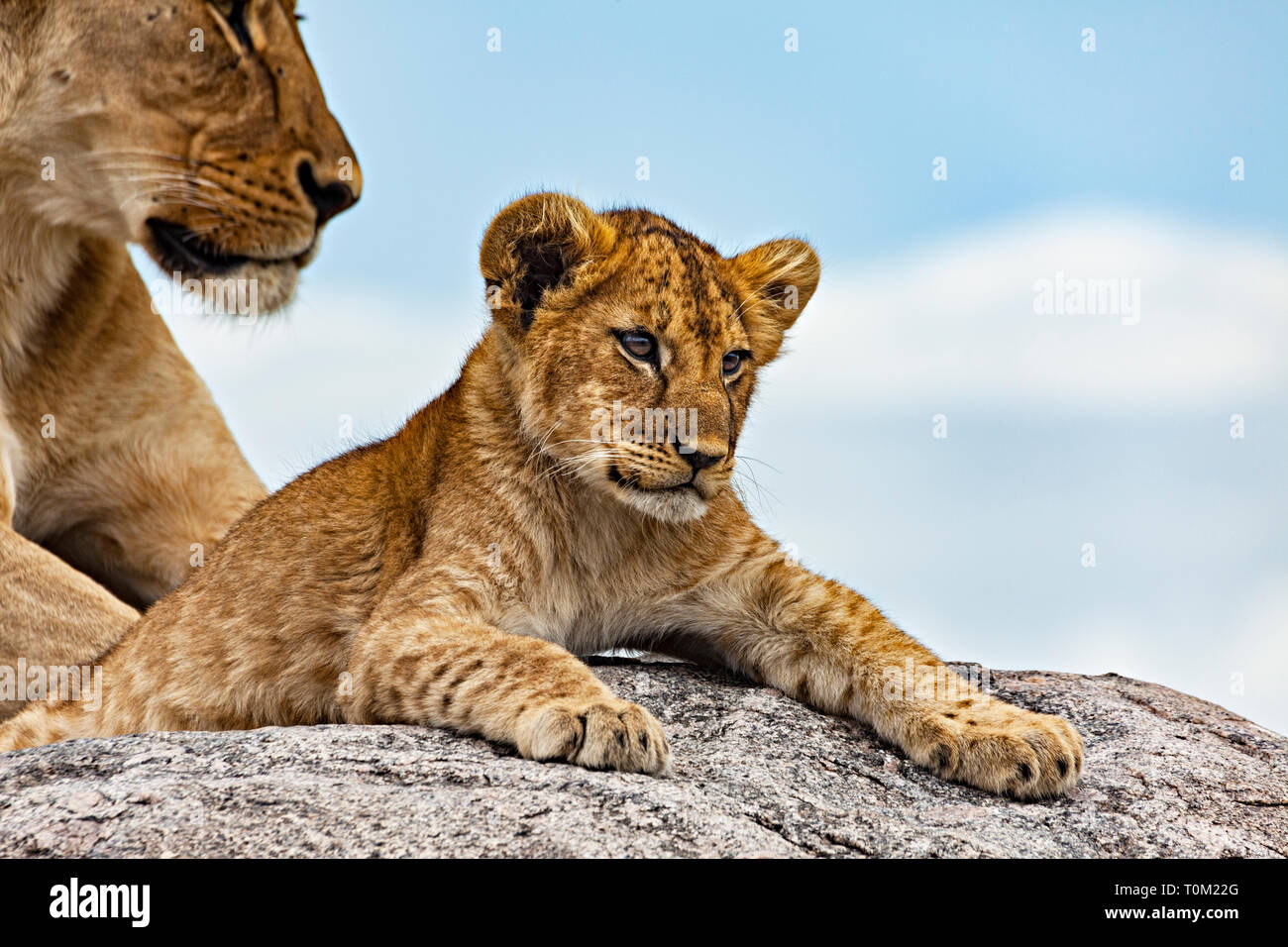 Lion Cub & Parent Stock Photo