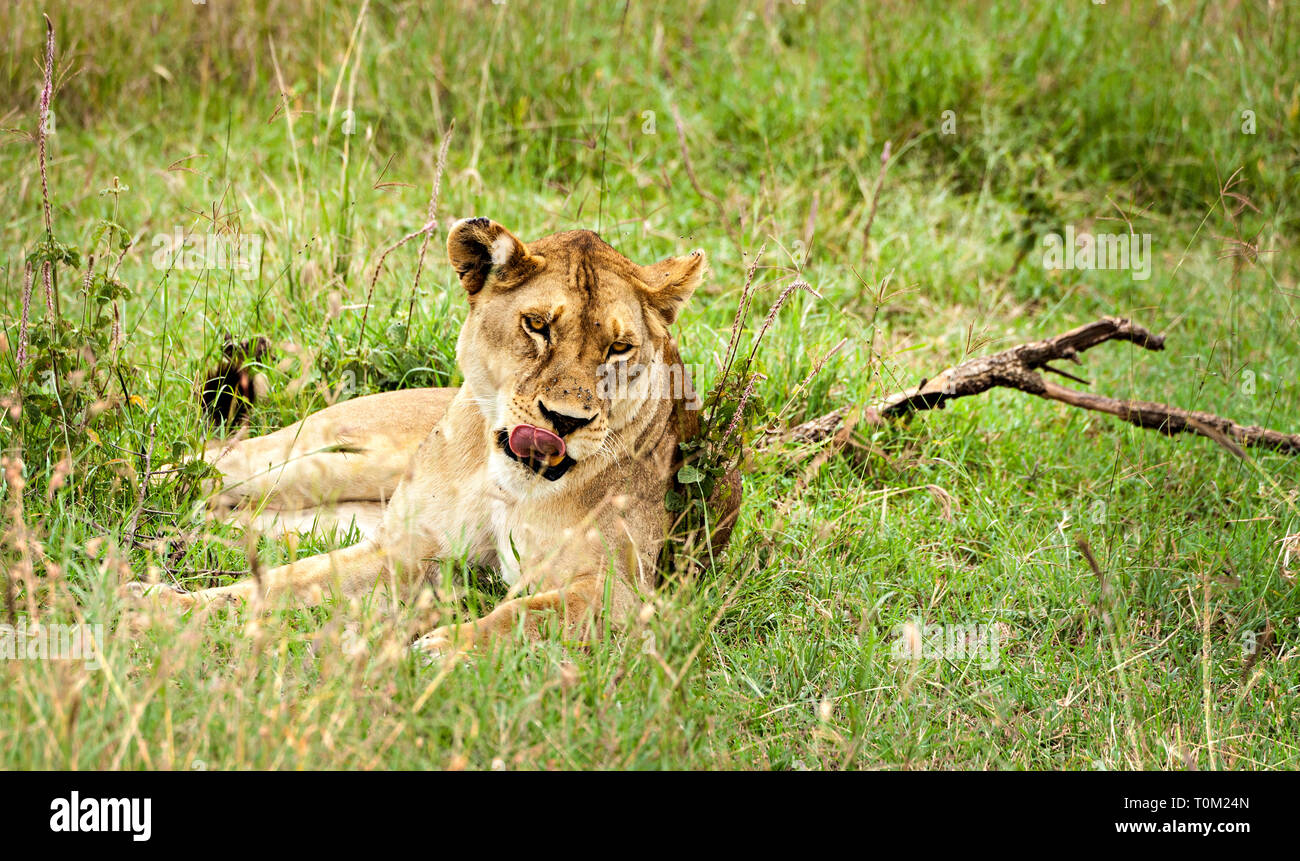 Lioness Stock Photo