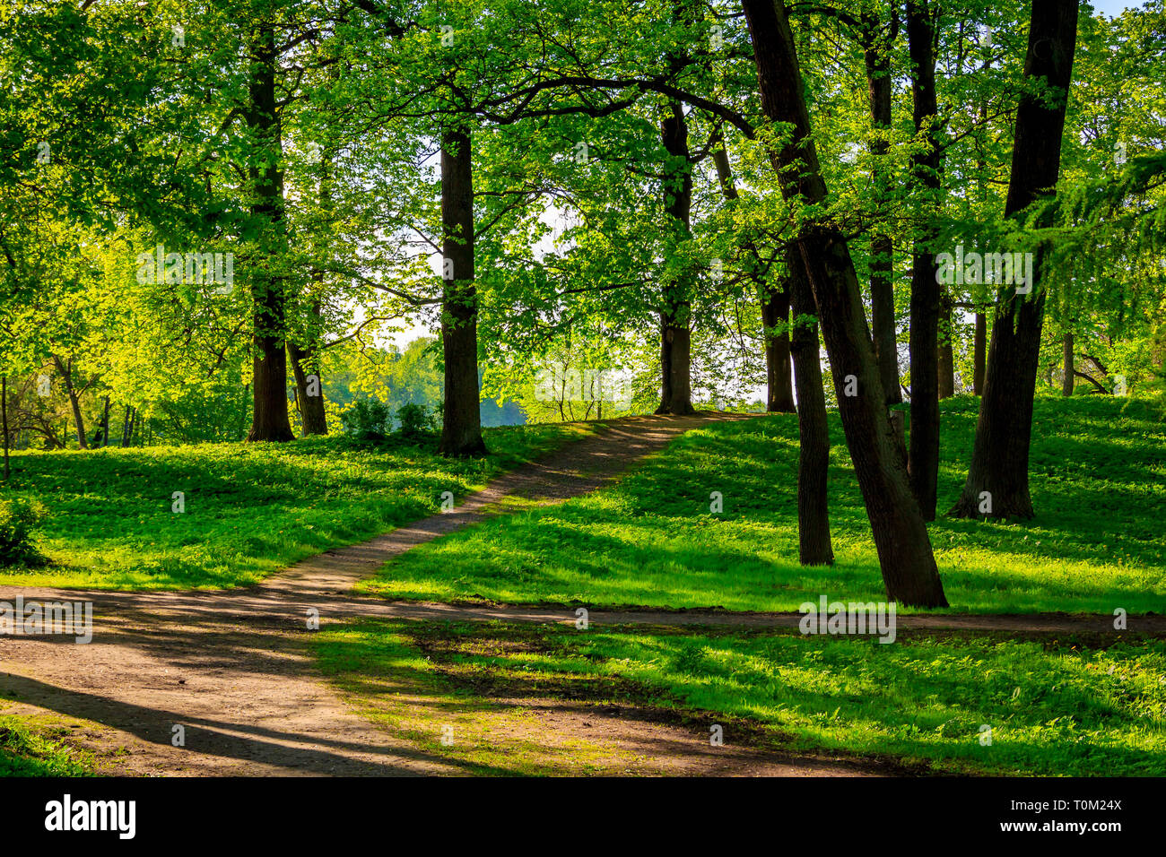 Park Row Spring Path Spring park alley. Walkway in the park. The track is in green. Spring ...