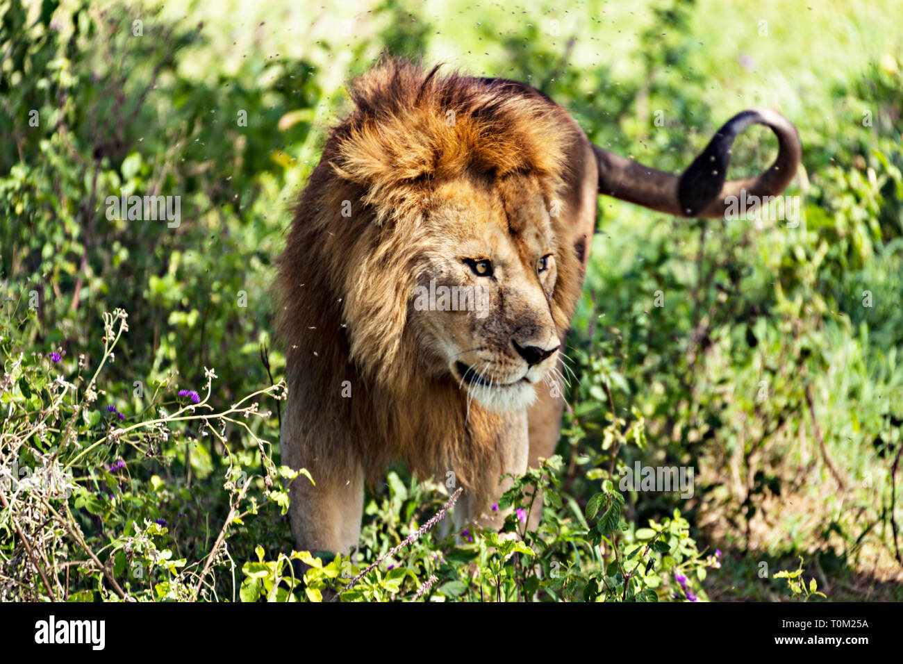 Lion Prowl Stock Photo