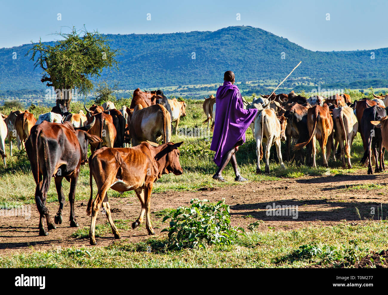 Maasai Livestock Herdsman Stock Photo Alamy maasai-livestock-herdsman-stock-photo-alamy