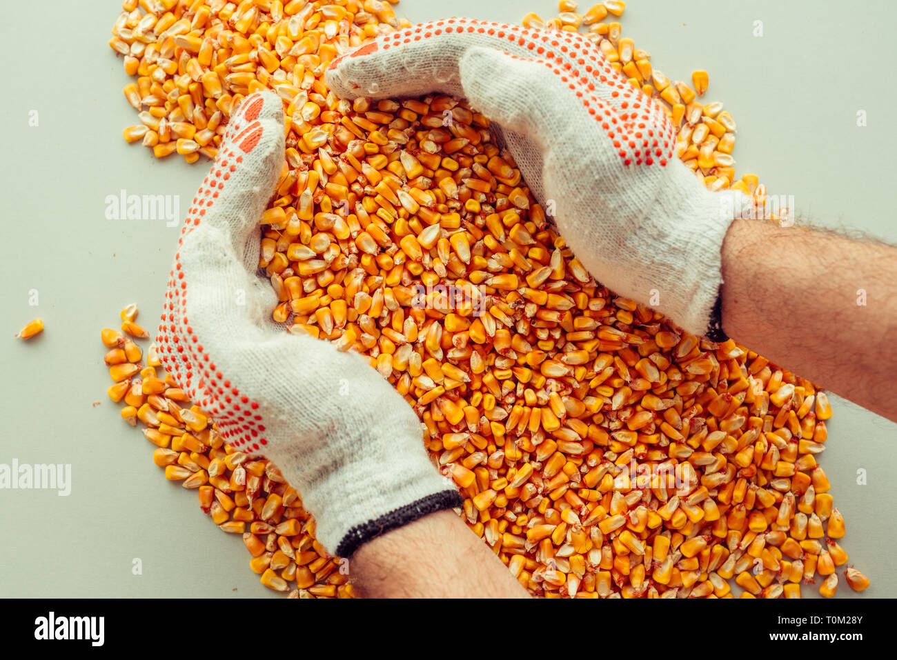 Farmer handful of harvested corn kernels, concept of abundance and