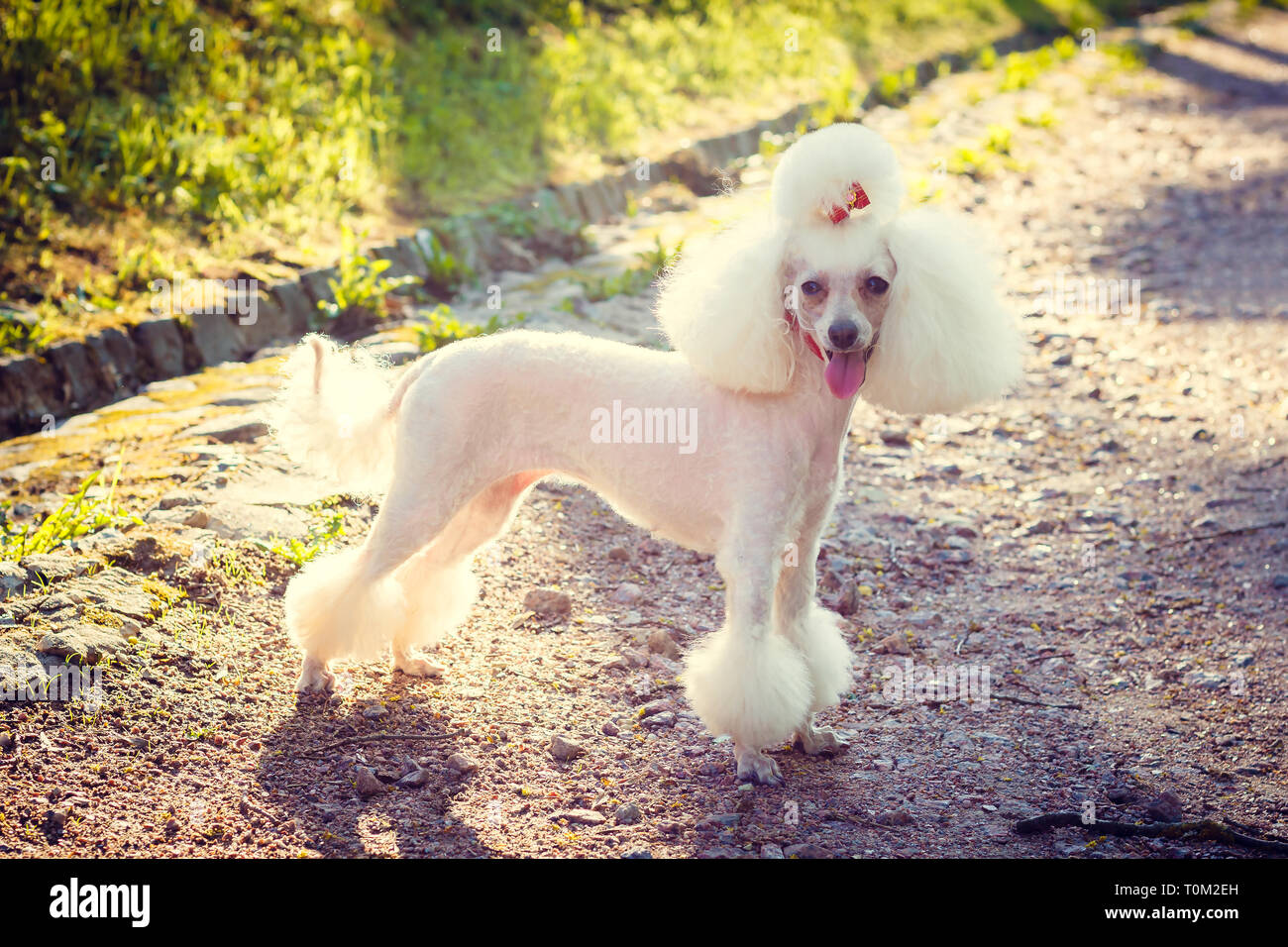 Dog Poodle With A Haircut For A Walk Dog Poodle Dog With A