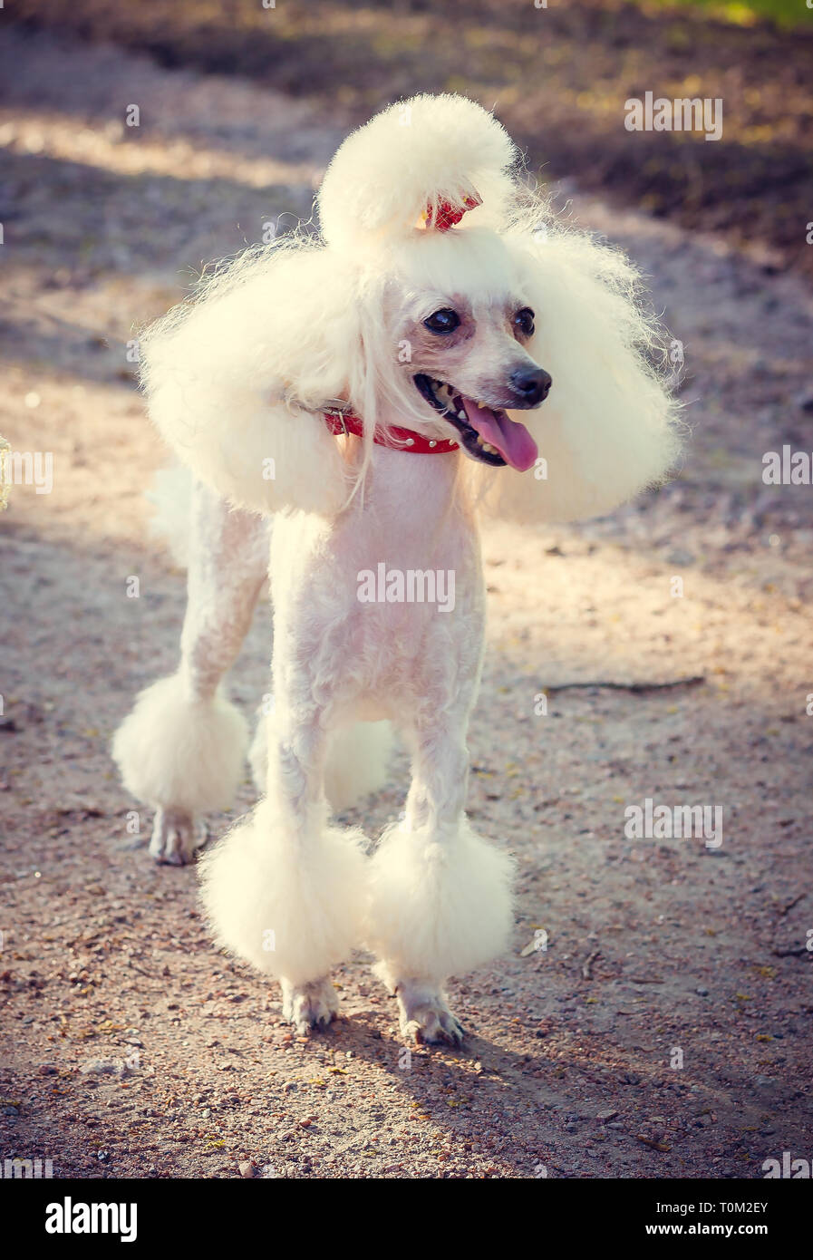 poodle getting haircut