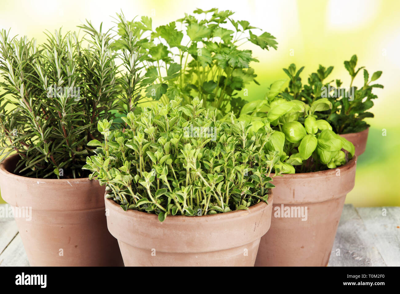 Homegrown and aromatic herbs in old clay pots. Set of culinary herbs