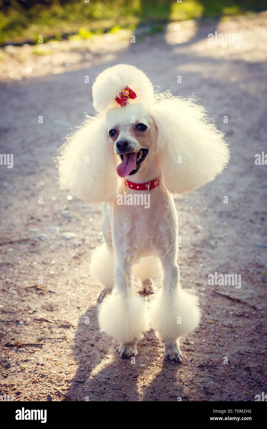 Poodle Haircut Stock Photos Poodle Haircut Stock Images Alamy