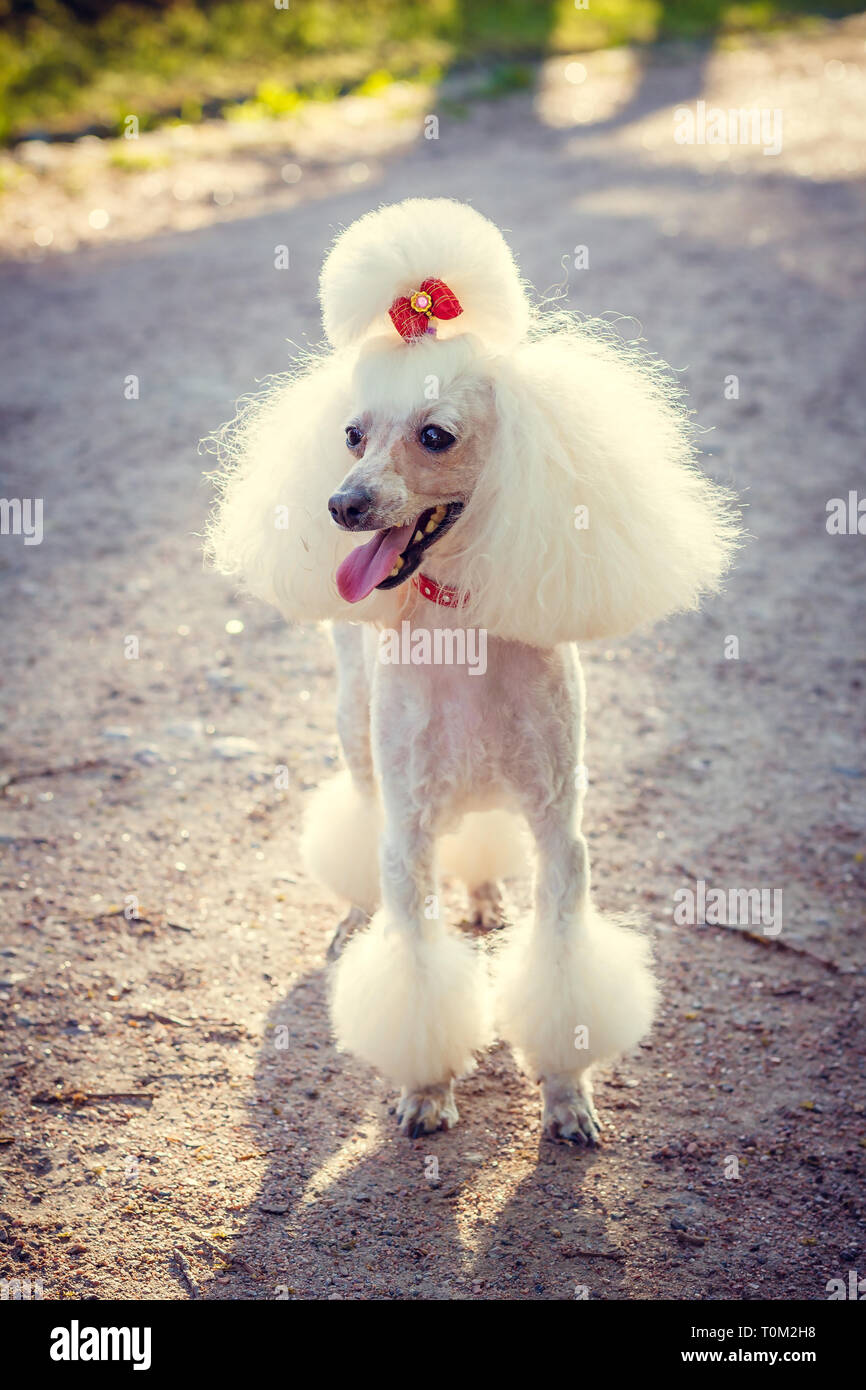Dog Poodle With A Haircut For A Walk Dog Poodle Dog With A